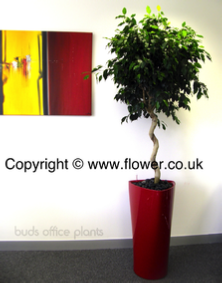 Office plants Installations and images
